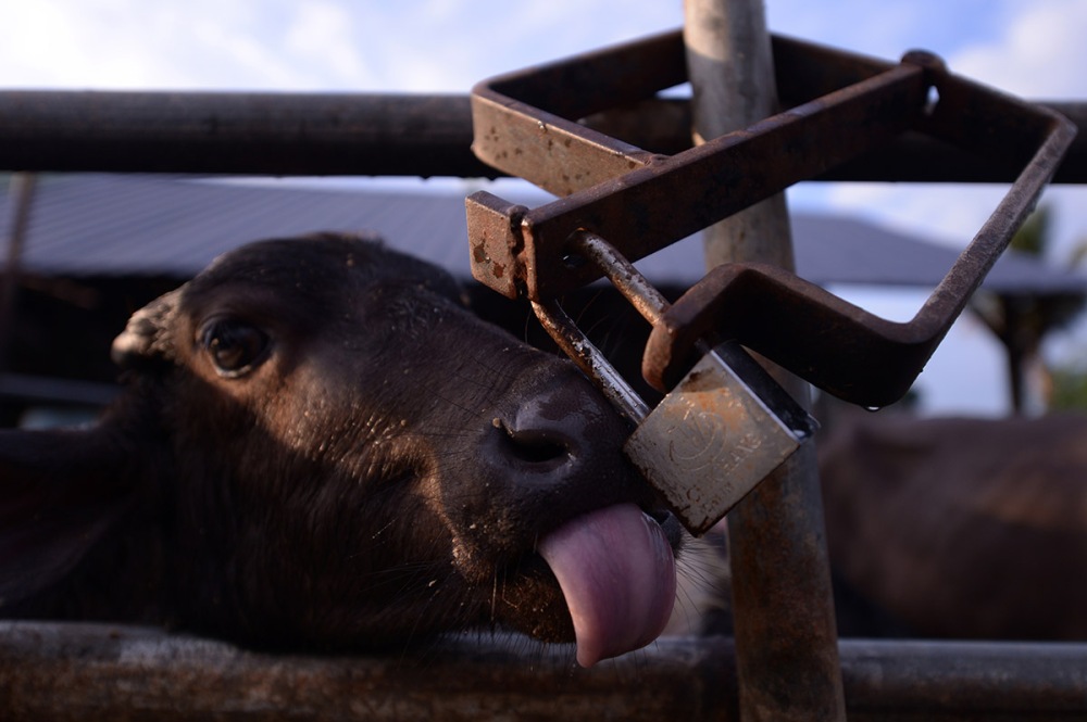 A hungry milk buffalo licking the padlock while waiting for their food. JAN 15, 2013. Photo/SAFWAN MANSOR