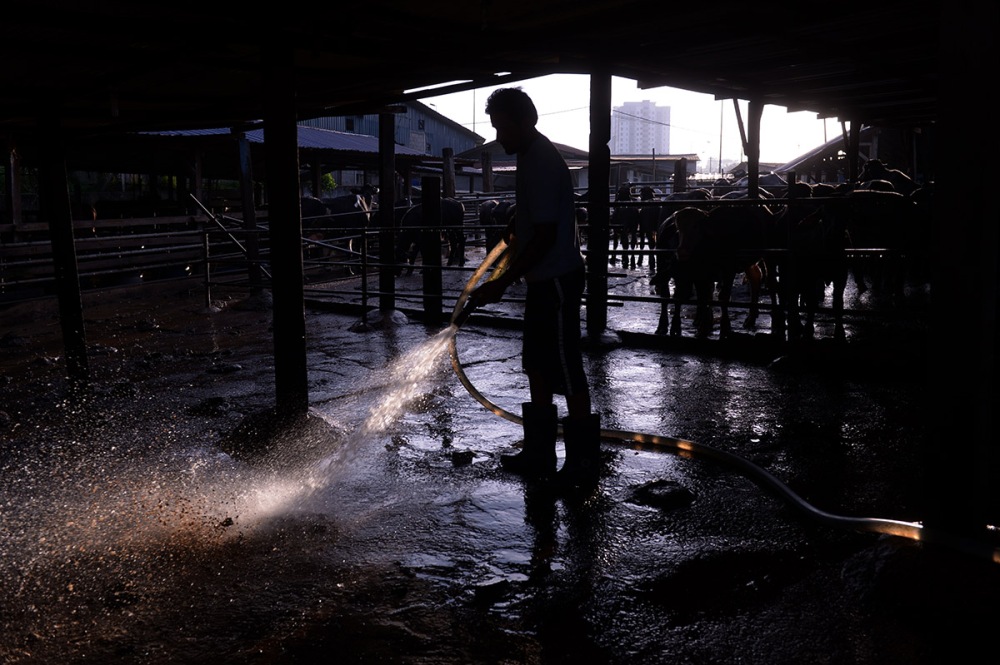 Silhouette of a farm worker cleaning the milk buffalo stool right after bathing rutine. JAN 15, 2013. Photo/SAFWAN MANSOR