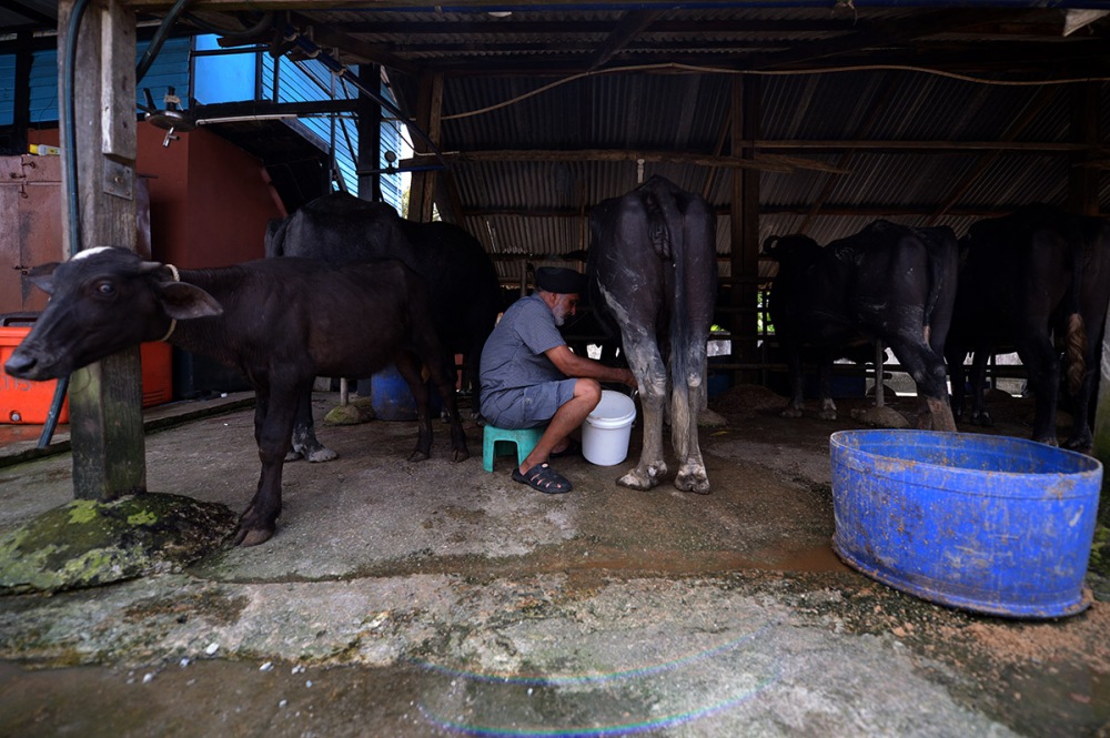 Everyday, the owner of the farm, Jawer Sigh and his worker will milking more then 50 buffaloes. JAN 15, 2013. Photo/SAFWAN MANSOR